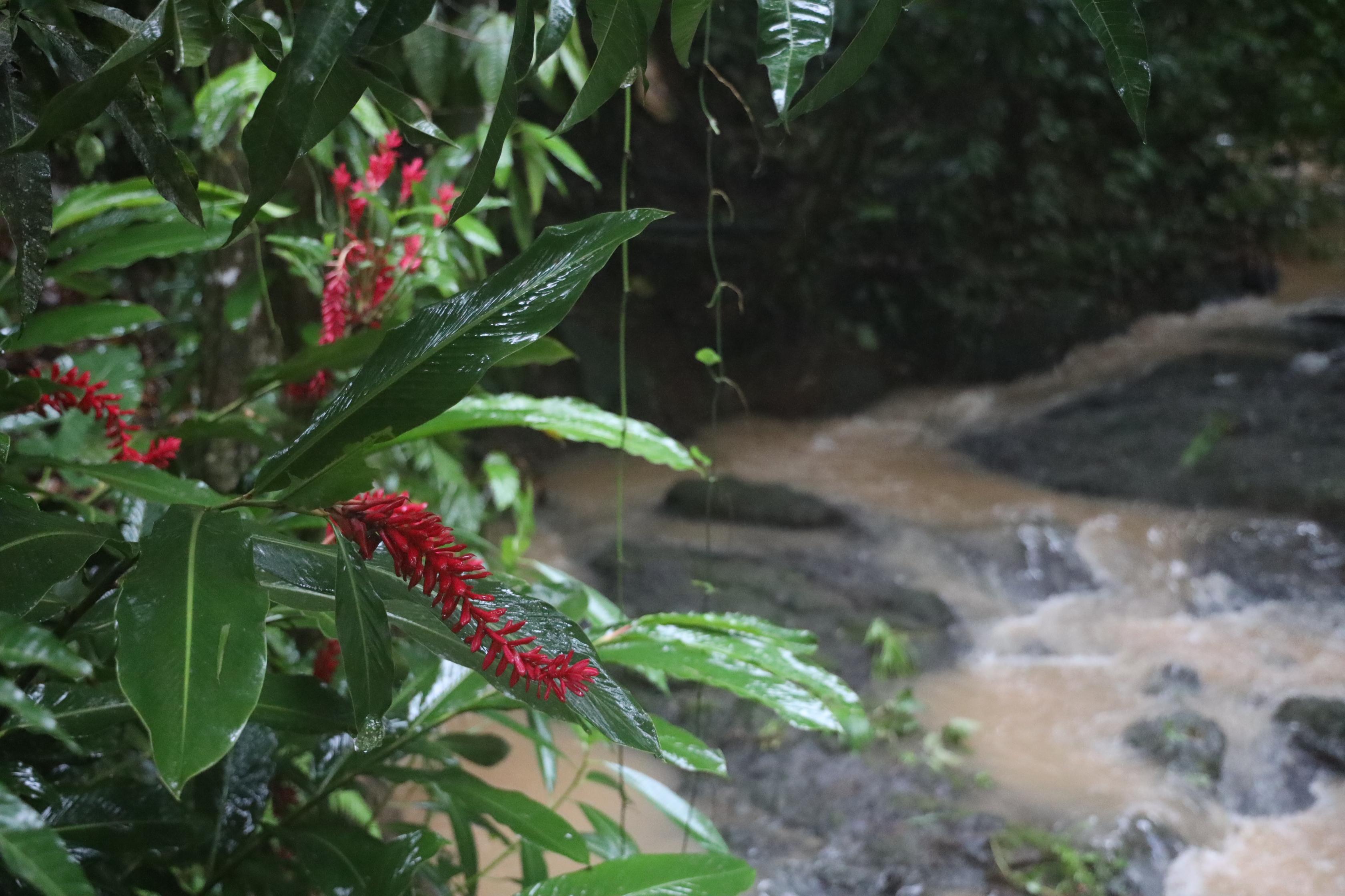 Ecotica Boutique Hotel (Adults Only) Manuel Antonio Luaran gambar