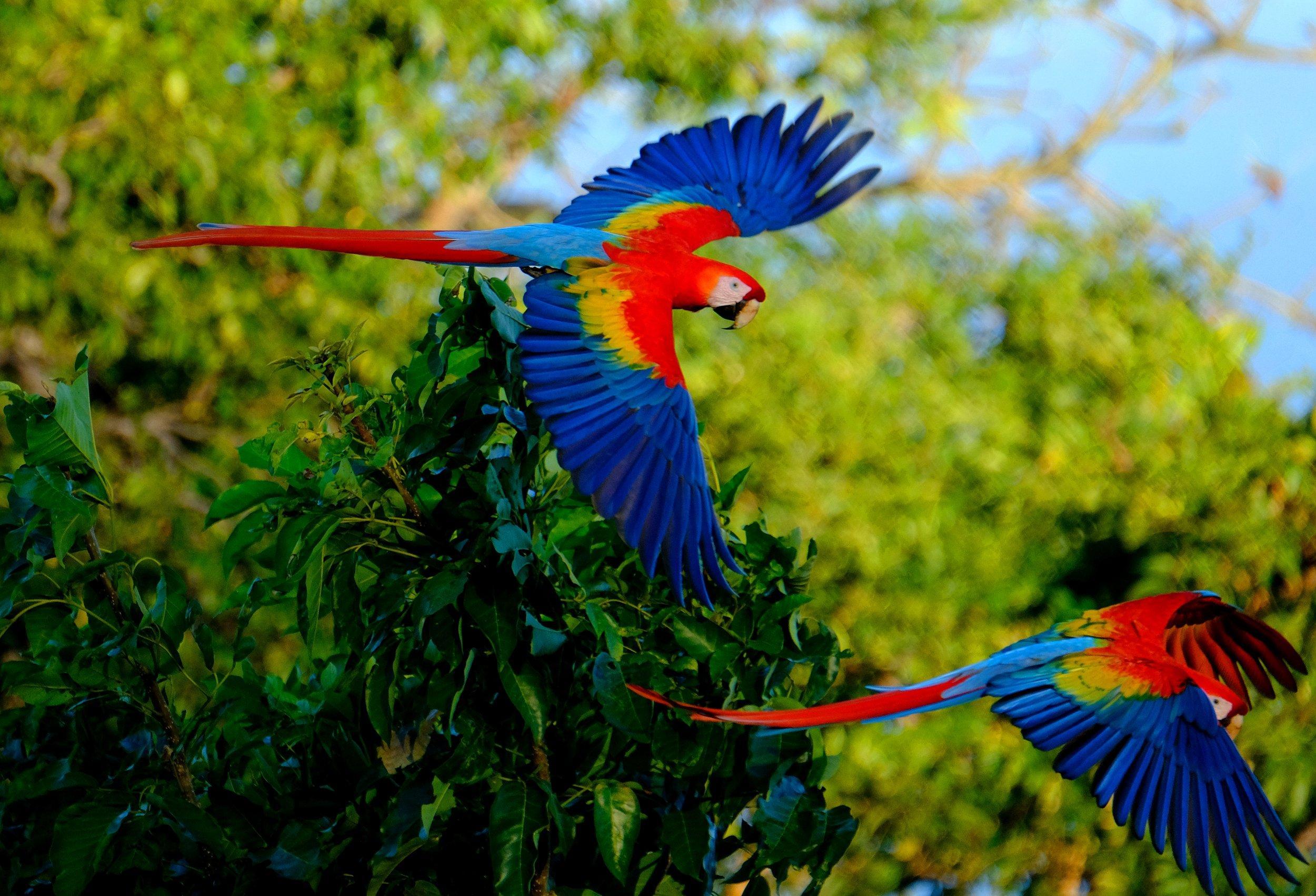 Ecotica Boutique Hotel (Adults Only) Manuel Antonio Luaran gambar